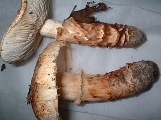 <i>Tricholoma bakamatsutake</i> Species of fungus