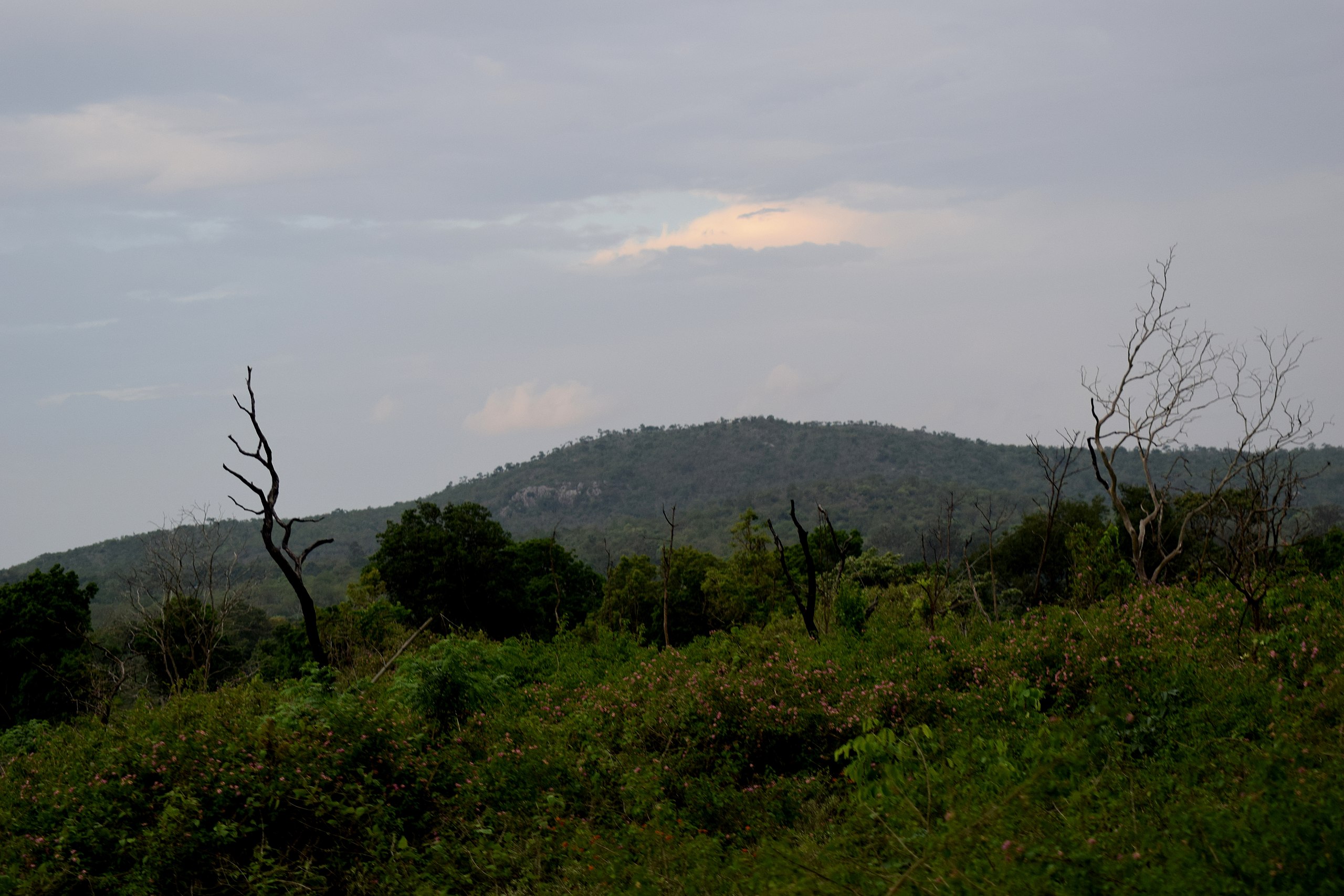 File:Bandipur National Park, Karnataka, Nature.jpg - Wikimedia Commons