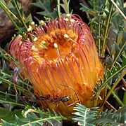 Banksia dallanneyi