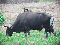 Mata apa yang bisa menaklukan banteng