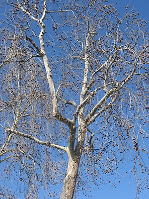 Bare Platanus racemosa.jpg