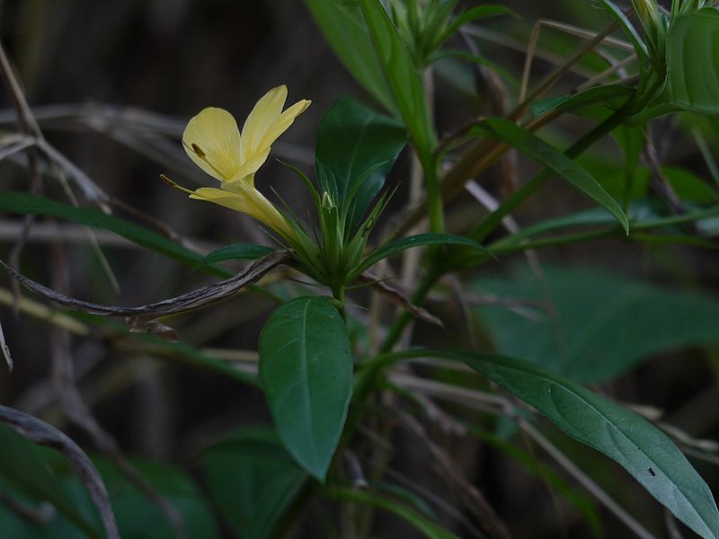 File:Barleria cuspidata (5215187554).jpg