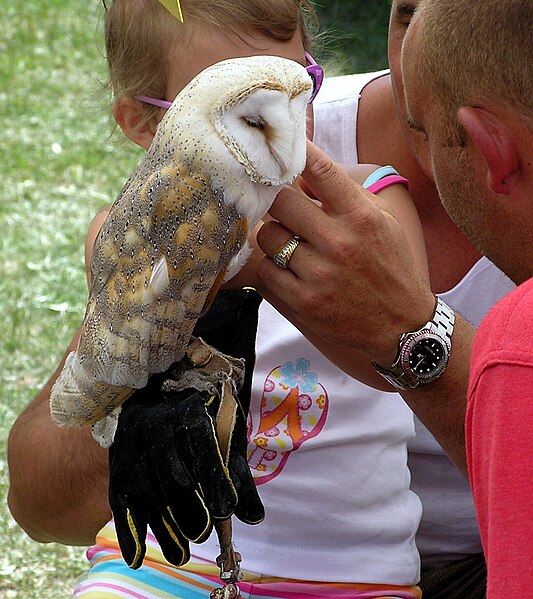 File:Barn owl arp.jpg