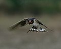 Barn swallow in flight - Flickr - Lip Kee.jpg