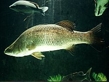 Barramundi.jpg 