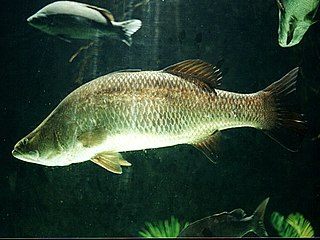 <i>Scortum barcoo</i> species of fish