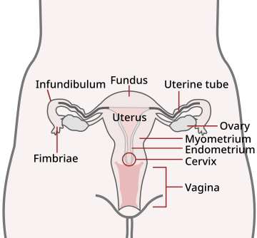 Colposcopy