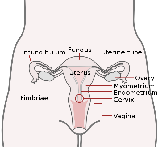 File:Basic Female Reproductive System (English).svg