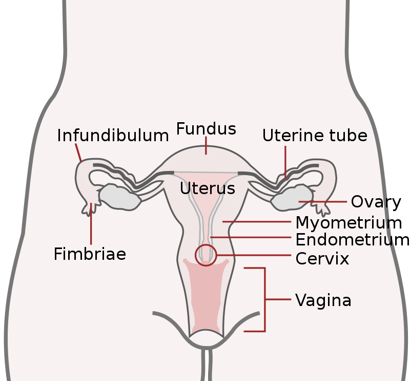 Fallopian tube - Wikipedia