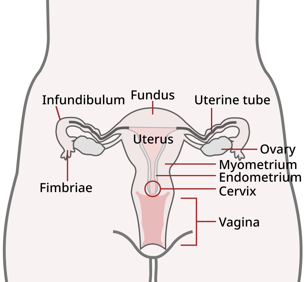 Endometrium-avatar