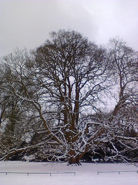 File:Bergahorn im Hirschpark Winter.jpg