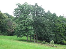 Bergpark Wilhelmshöhe - Baum 437 2020-08-15 a.JPG