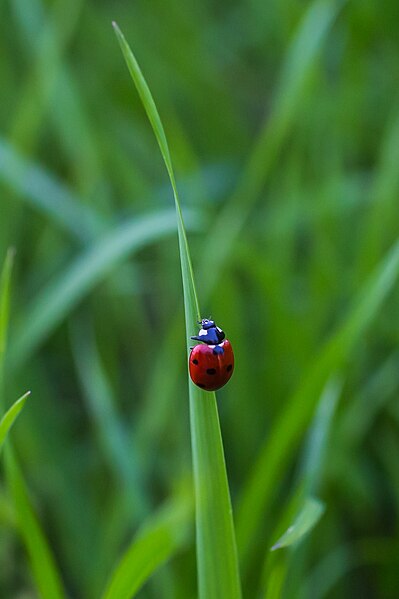 File:Beruška - Ladybird.jpg