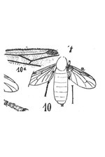 Vignette pour Bibio fusiformis