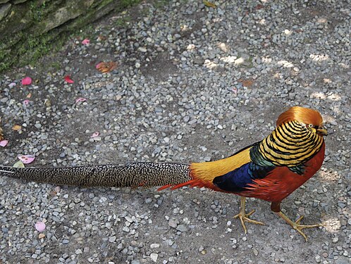 A colourful bird runs across the way