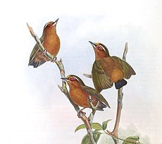 Illustration by John Gould BirdsAsiaJohnGoVIGoul 0168, crop.jpg