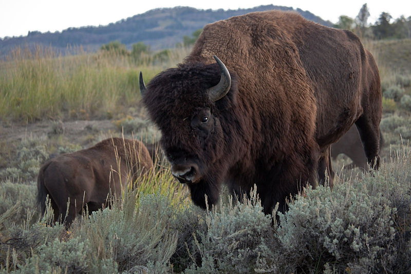 File:Bison (3952557379).jpg