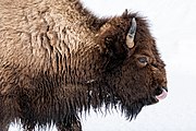 Bison calf sticking its tongue out.