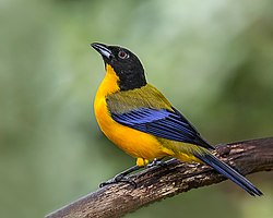 Black-chinned Mountain Tanager (26850227000).jpg