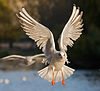 Black headed gull Black-headed Gull 2 - St James's Park, London - Nov 2006.jpg