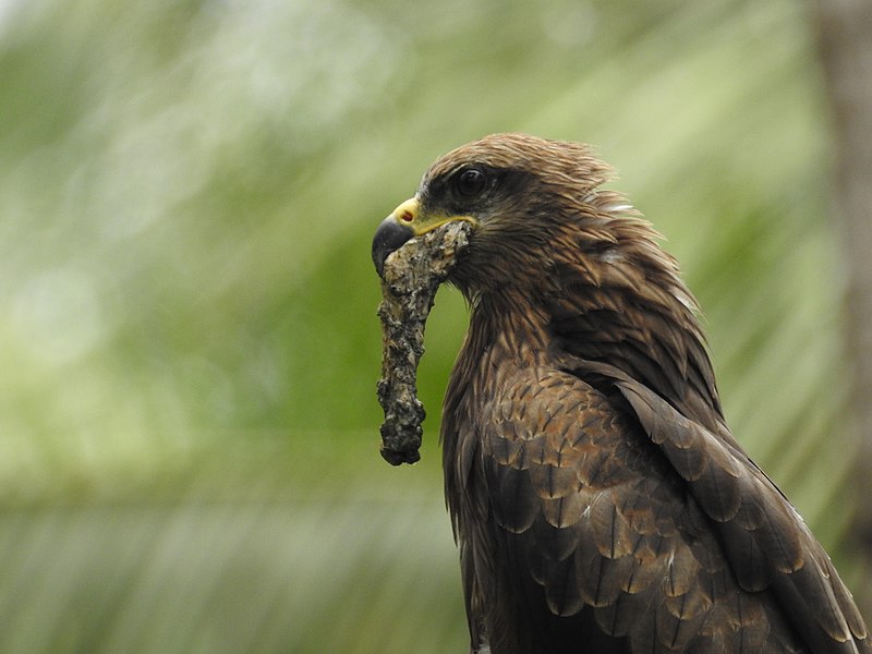 File:Black kite-keeriyad-kannur - 5.jpg