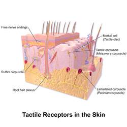 Tactile mechanoreceptors of the skin.