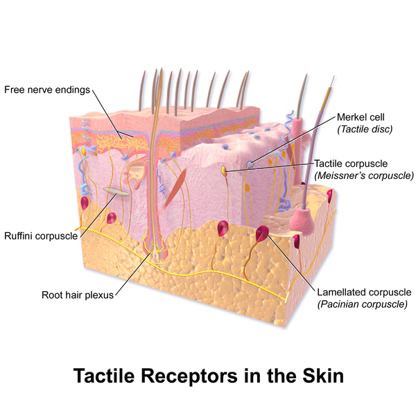 File:Skin layers.png - Wikipedia