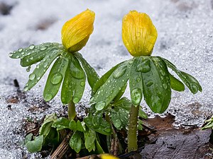 Bloemknoppen van Winterakonieten (Eranthis hyemalis) in smeltende sneeuw 16-02-2021. (d.j.b).jpg