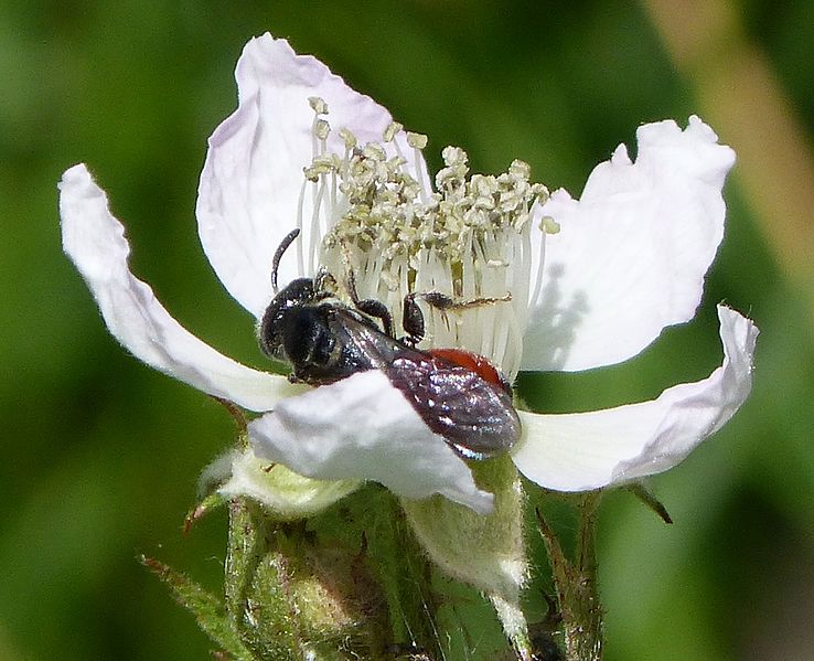 File:Blood Bee Sphecodes species - Flickr - gailhampshire (2).jpg