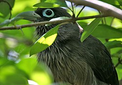 Blue-faced Malkoha (Phaenicophaeus viridirostris) W2 IMG 1522.jpg