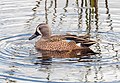 * Nomination Blue-winged teal in the Green Cay wetlands --Rhododendrites 14:24, 7 January 2023 (UTC) * Promotion  Support Good quality. --Rjcastillo 17:21, 7 January 2023 (UTC)