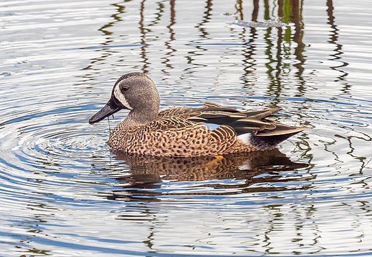 Blue-winged teal, Green Cay wetlands