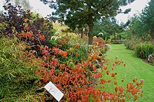 A4 information labels are prevalent throughout the Arboretum, such as can be seen below this Autumn colour. Bluebell Arboretum Autumn.jpg