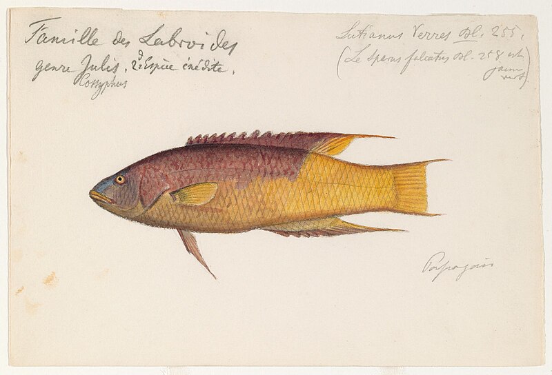 File:Bodianus rufus MH-MCZArtwork ARC 209-075.jpg