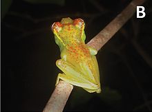 Boophis ankarafensis-435-111-g002 (2) .jpg