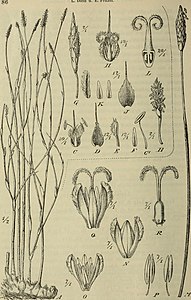 Botanische Jahrbücher für Systematik, Pflanzengeschichte und Pflanzengeographie (1904) (20216163239) .jpg