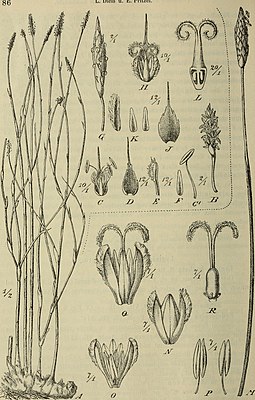 Экдейоколея одноколосая (Ecdeiocolea monostachya) (под буквами M—R)