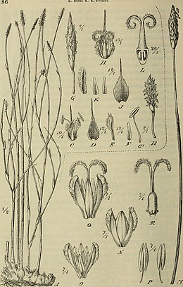 Botanische Jahrbücher für Systematik, Pflanzengeschichte und Pflanzengeographie (1904) (20216163239).jpg