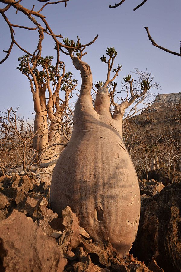 Bottle Tree, Socotra Island