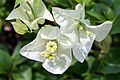 * Nomination Bouganvillea glabra in Thailand --PumpkinSky 14:36, 13 April 2017 (UTC) * Decline Very beautiful, but unfortunately the middle of the center flower, a very crucial part of the photo, is not sharp and that spoils the photo. Truly sorry. --W.carter 21:00, 21 April 2017 (UTC)