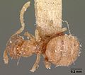 Brachymyrmex depilis casent0102085 dorsal 1.jpg