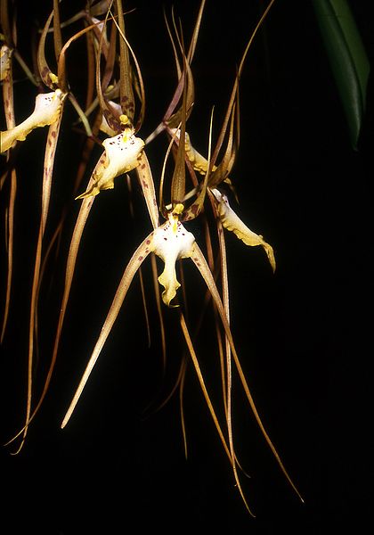 File:Brassia arcuigera Orchi 001.jpg