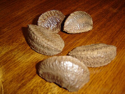 Brazil nut seeds in shell