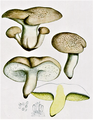 Bresadola - Polyporus ovinus.png