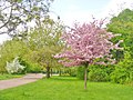 Britzer Garten - Fruehling (Britz Garden - Springtime) - geo.hlipp.de - 36182.jpg
