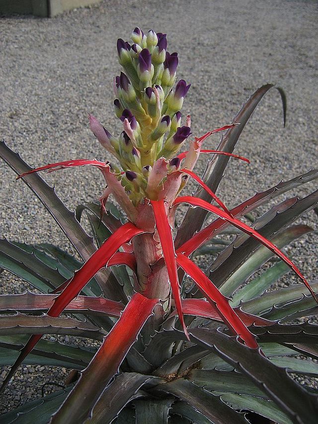 TÌNH YÊU CÂY CỎ ĐV 13  - Page 32 640px-Bromelia_laciniosa_(TS)_1-01086