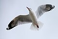 Chroicocephalus brunnicephalus, brown-headed Gull - Bang Poo