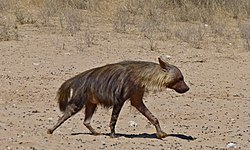 Brown Hyena (Parahyaena brunnea) (6472940707).jpg