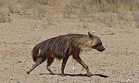 Brown Hyena (Parahyaena brunnea) (6472940707).jpg
