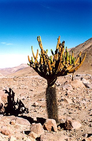 <i>Browningia candelaris</i> Species of plant